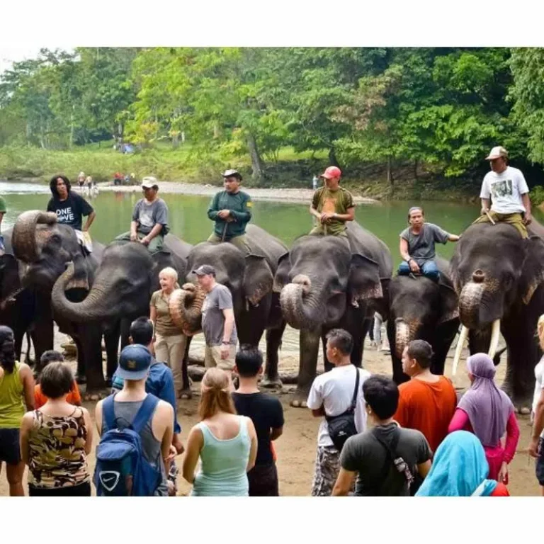 pinouva pinouva adventure in tangkahan sumatera utara 2d1n full07 768x768