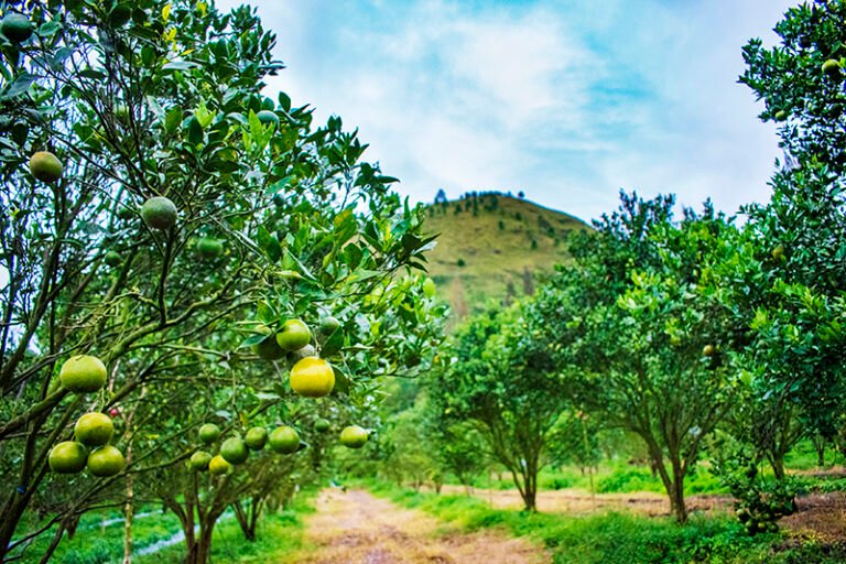 1 TONGGING 7 2 768x512