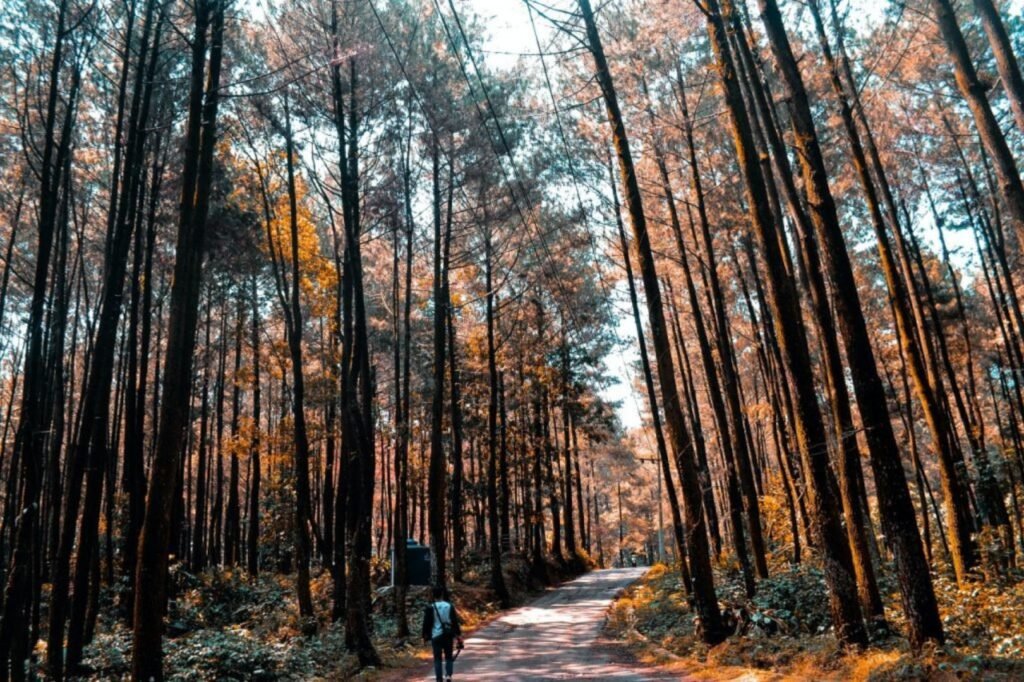 Gunung Pancar4 1024x682