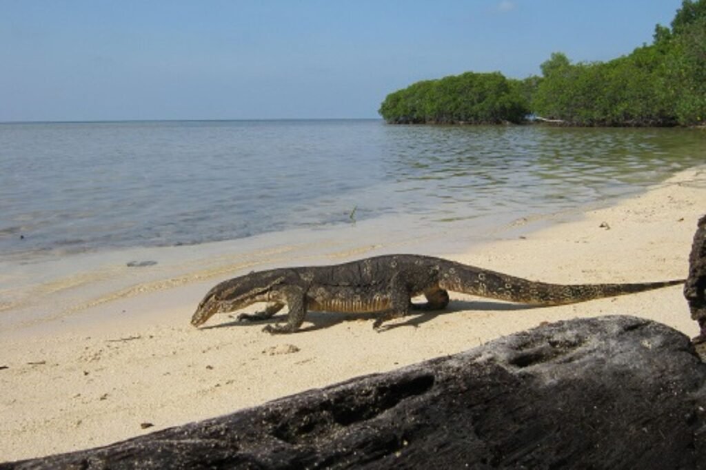 Pulau Biawak9 1024x682